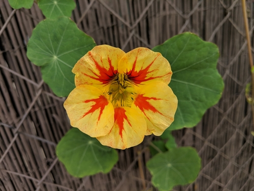 Tropaeolum majus — photo 1