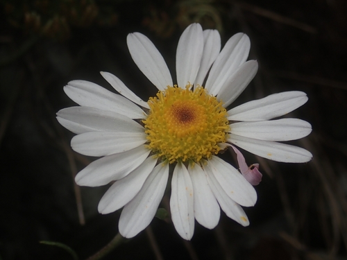 Chrysanthemum — photo 1