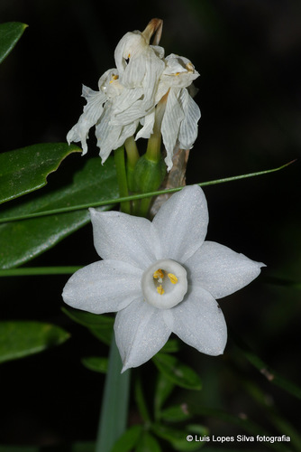 Narcissus papyraceus — photo 1
