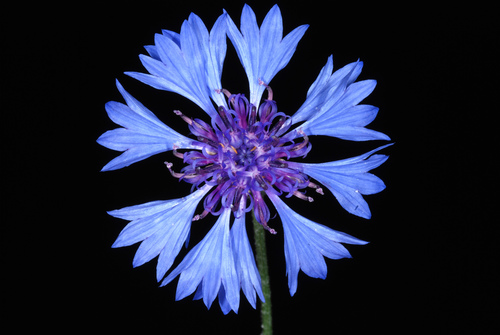 Centaurea cyanus — photo 2