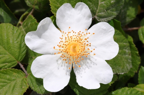 Illustration de Rosa