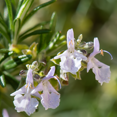 Rosemary (Salvia rosmarinus): origin and uses โ photo 3