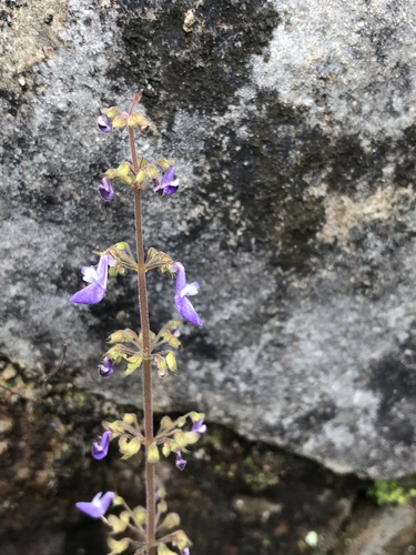 Coleus scutellarioides — photo 2