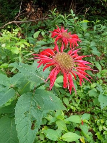 Monarda didyma — photo 3
