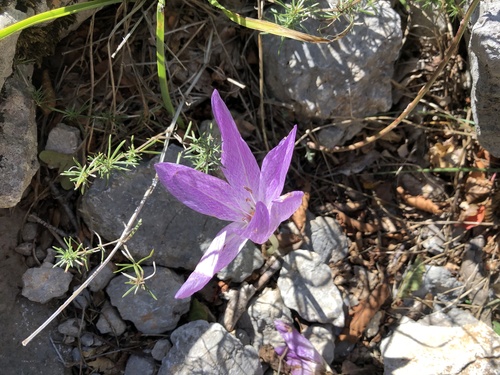 Colchicum autumnale — photo 3