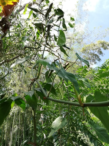 Heart-leaf philodendron (Philodendron hederaceum): origin and uses β photo 2