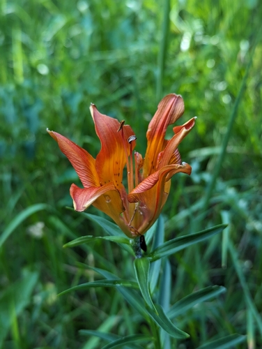 Lys orangé (Lilium bulbiferum) — photo 3