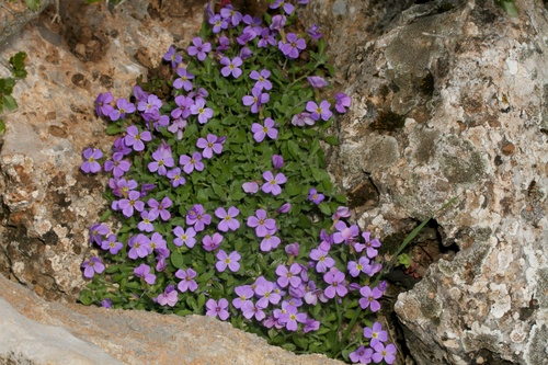 Aubrieta — photo 1