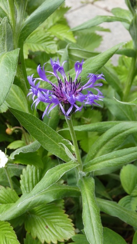 Centaurea montana — photo 1