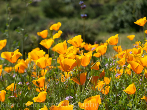 Eschscholzia californica — photo 1