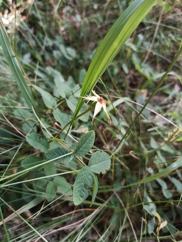 Rose de France (Rosa gallica) — photo 3