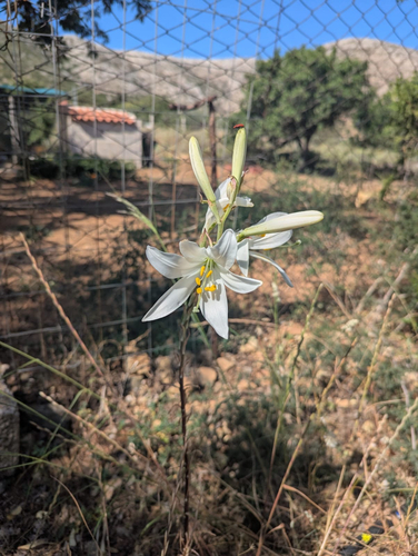 Lys blanc de la Madone (Lilium candidum) — photo 2