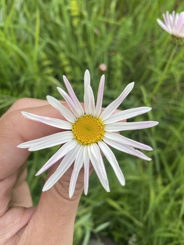 Tanacetum coccineum — photo 3