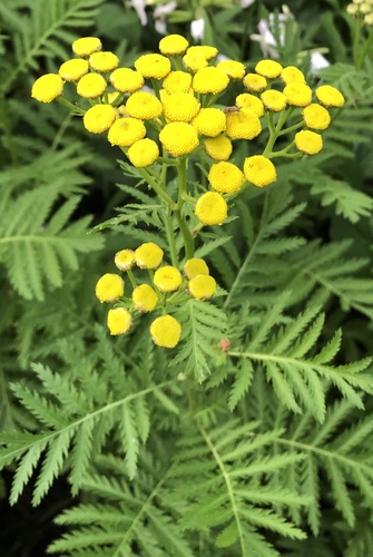 Tanacetum vulgare — photo 1
