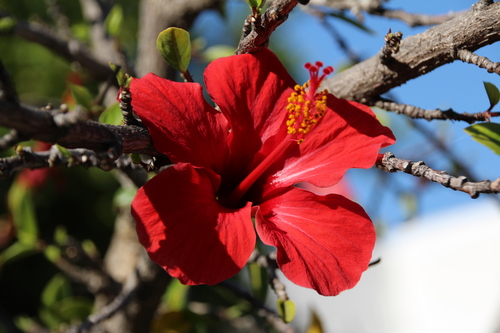 Tricolor hibiscus (Hibiscus ร rosa-sinensis): origin and uses โ photo 1