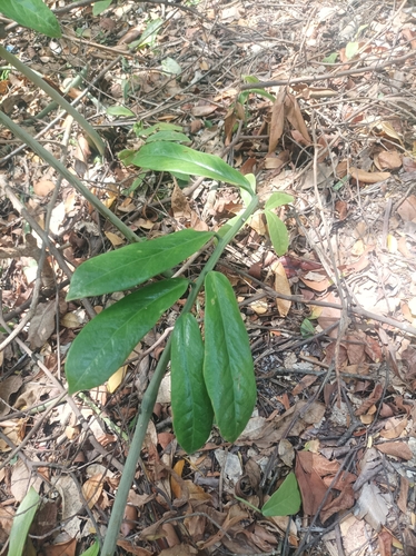 Zamioculcas zamiifolia — photo 3