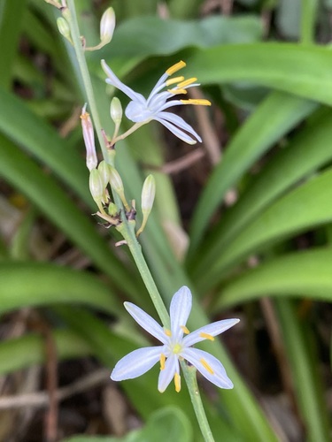Chlorophytum comosum — photo 1