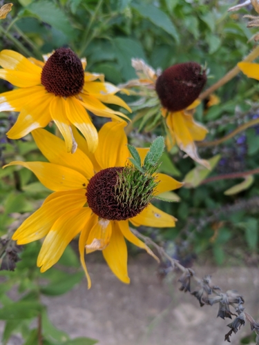 Rudbeckia hirta — photo 2