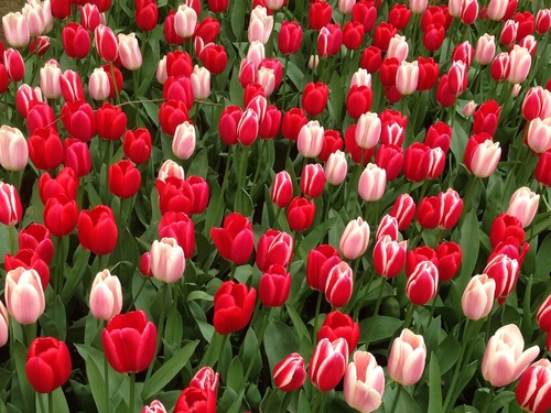 Tulipe des jardins (Tulipa gesneriana) — photo 1