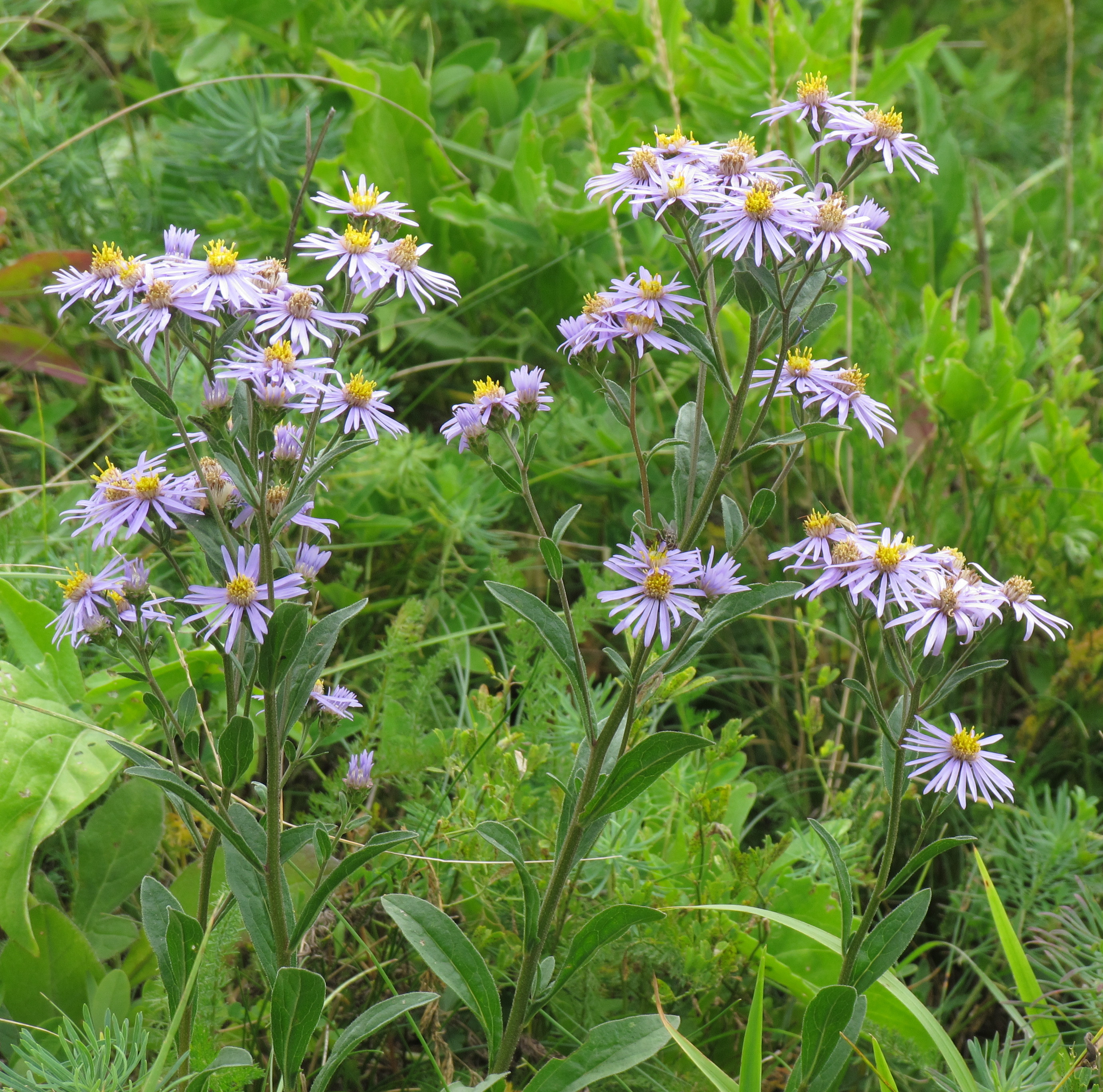 Aster violet, fleur de naissance de septembre