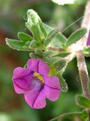 Calibrachoa — photo 1