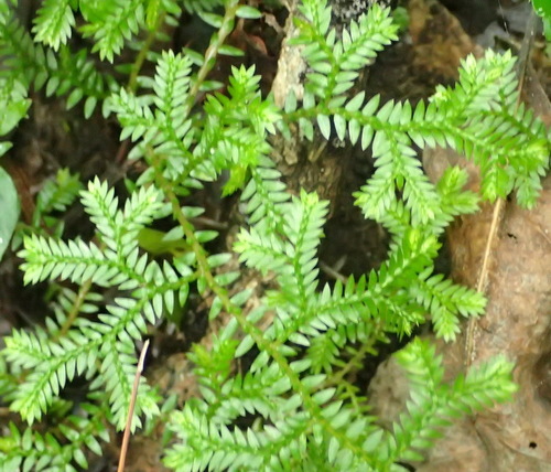 Selaginella kraussiana — photo 2