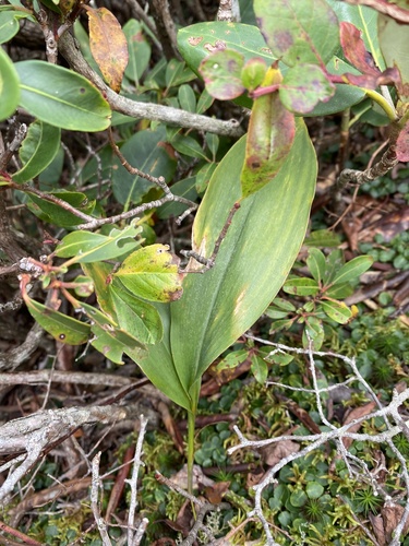 Muguet d'Amérique (Convallaria pseudomajalis) — photo 3