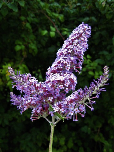 Buddleja davidii — photo 1