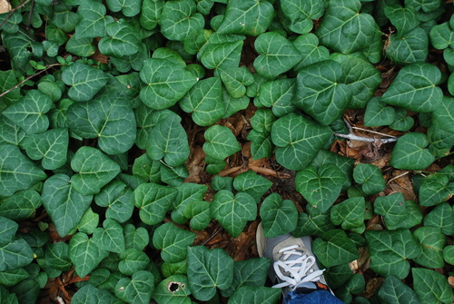 Hedera colchica — photo 2