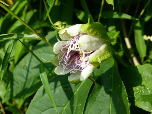 Passiflora incarnata — photo 2