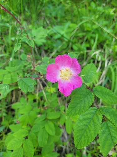 Rosier (Rosa hybrida) — photo 2