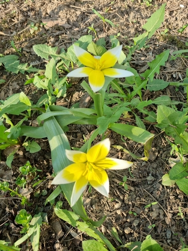 Tulipe tardive (Tulipa tarda) — photo 3