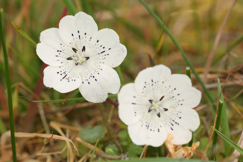 Nemophila menziesii — photo 2