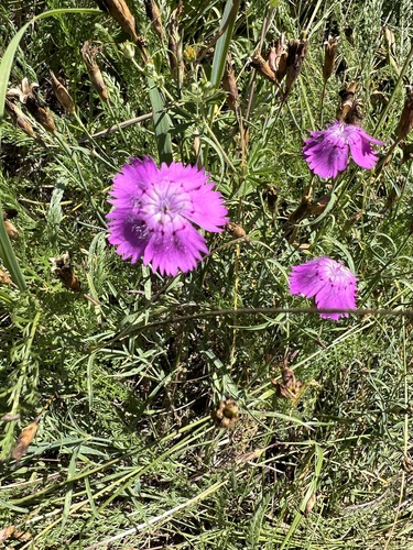 Dianthus chinensis — photo 2