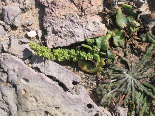 Beta vulgaris — photo 3