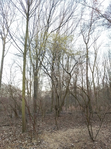 Corylus avellana — photo 4