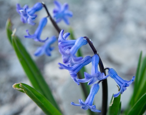 Hyacinthus orientalis — photo 1