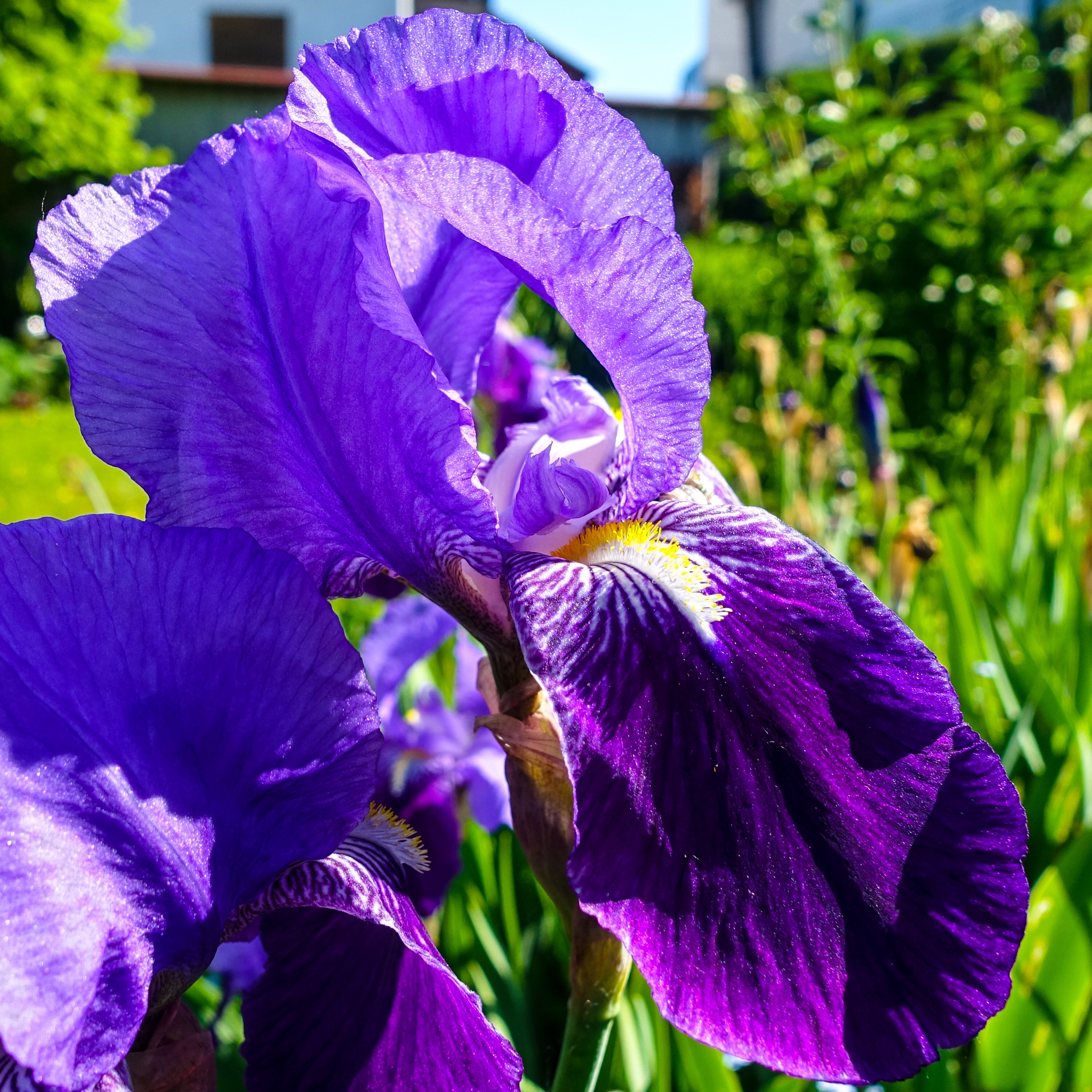 Iris germanica
