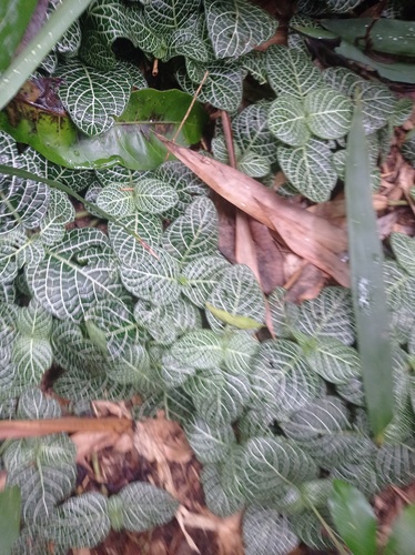 Fittonia albivenis — photo 3