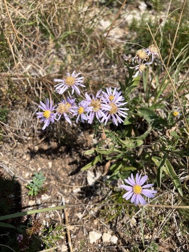 Aster amellus — photo 3