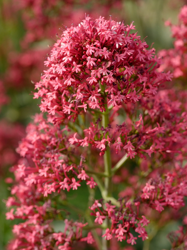 Valériane rouge (Valeriana rubra) — photo 1