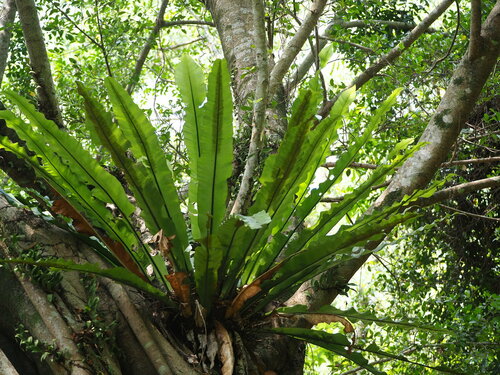 Asplenium nidus — photo 2