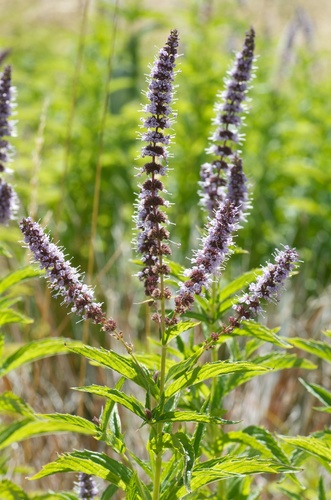 Spearmint (Mentha spicata): origin and uses β photo 3