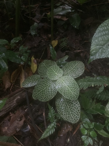 Fittonia albivenis — photo 2