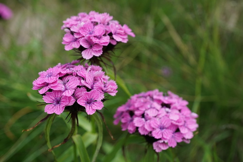 Dianthus barbatus — photo 1