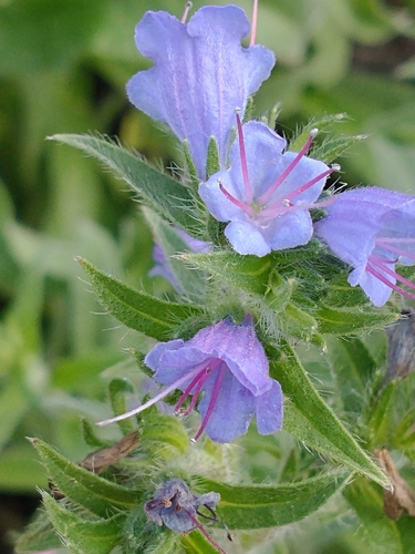 Echium vulgare — photo 2