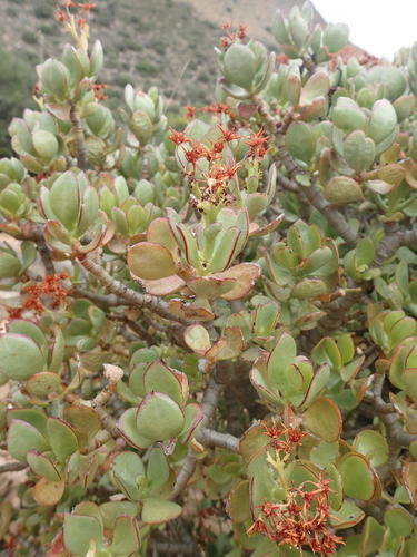 Crassula ovata — photo 3