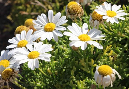 Argyranthemum frutescens — photo 1