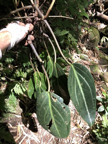 Peperomia — photo 2