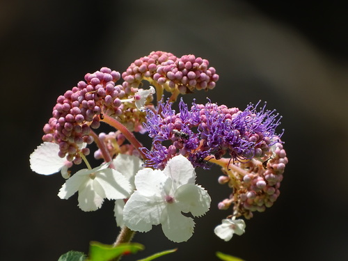 Hydrangea aspera — photo 1